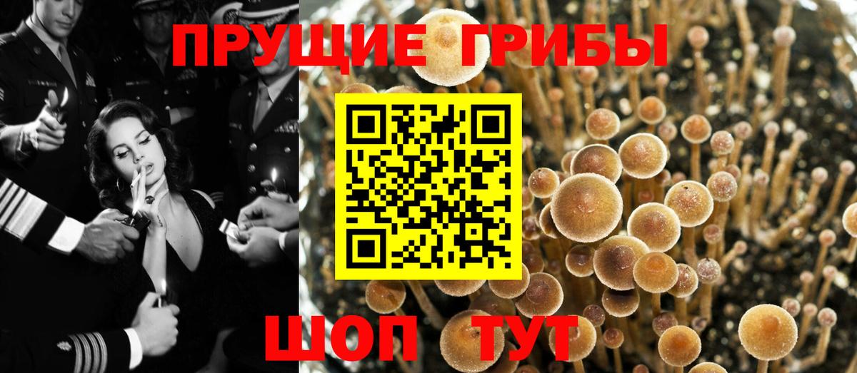 Псилоцибиновые грибы Psilocybe Керчь